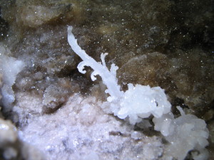 Камяна квітка