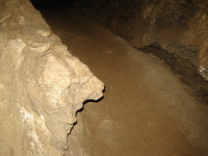 лев чи тигр