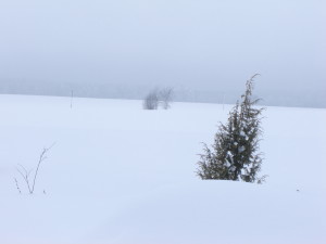 сам самісінький кущик