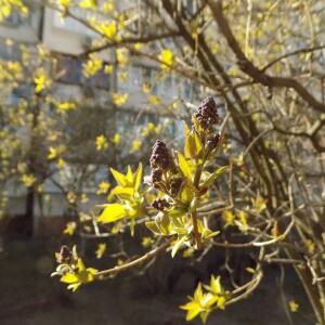 Будущая сирень