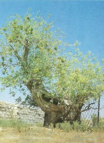 Верба, посаженная поэтом.