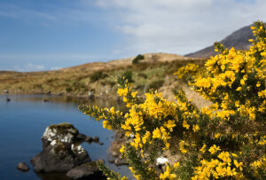 ДРОК У МОРЯ