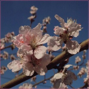 Цветущая ветка