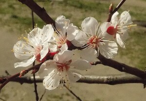 цветущая ветка