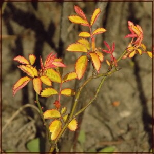 шиповник ветки