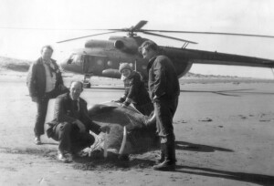 Вертушка и морж