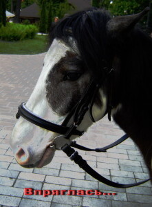 Впряглась МАЛ