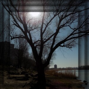 ДЕРЕВО НА ОЗЕРЕ