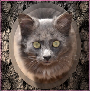 Дымка ПОРТРЕТ