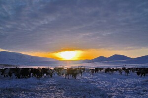 ВЛАДИМИР ПУЯ